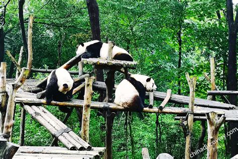 ¡Sumérgete en la historia milenaria y el encanto de los pandas: ¡Visita el Centro de Investigación y Reproducción de Pandas Gigantes de Chengdu!